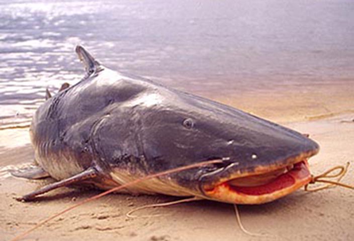 Por conta da pesca predatória, contudo, é raro encontrar exemplares tão grandes. A piraíba costuma habitar as águas profundas das bacias do Amazonas e do Tocantins-Araguaia e se alimentar de outros peixes.