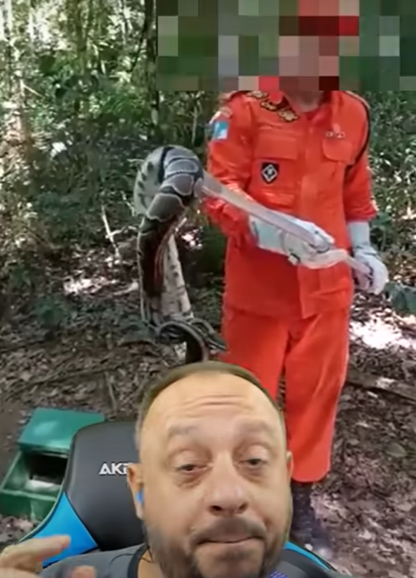 Em março de 2023, um caso envolvendo uma píton chamou a atenção no Brasil. Agentes da Defesa Civil do Rio de Janeiro soltaram uma cobra da espécie na Floresta da Tijuca pensando se tratar de uma jiboia. - Reprodução redes sociais 