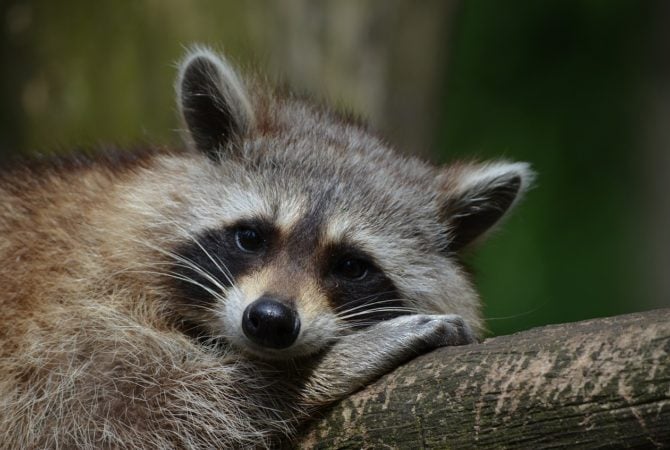 Animais que hibernam no inverno; entenda a biologia de certas espécies