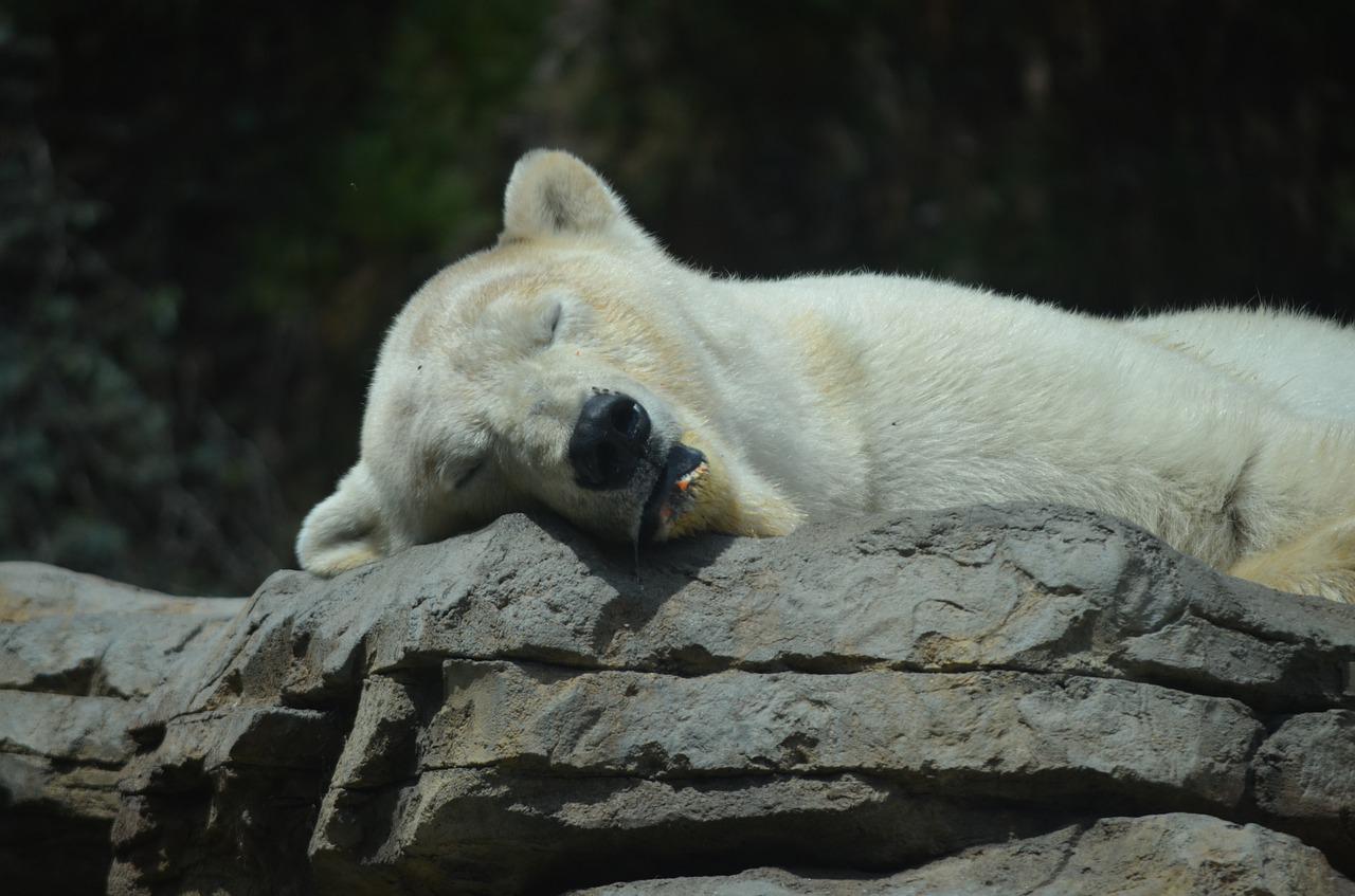 Há animais que, embora durmam muito no inverno, não chegam a hibernar, pois mantêm a capacidade de acordar e ser ativo durante a estação - ainda que de forma lenta. Neste caso, não é hibernação, mas descanso prolongado. 