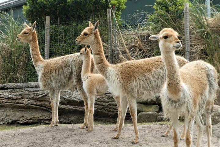 Outro aspecto é que a lhama foi domesticada primordialmente como um animal de carga, capaz de transportar grandes pesos por terrenos íngremes e irregulares graças ao seu porte maior e resistência física.