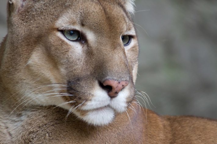 Puma - onça parda