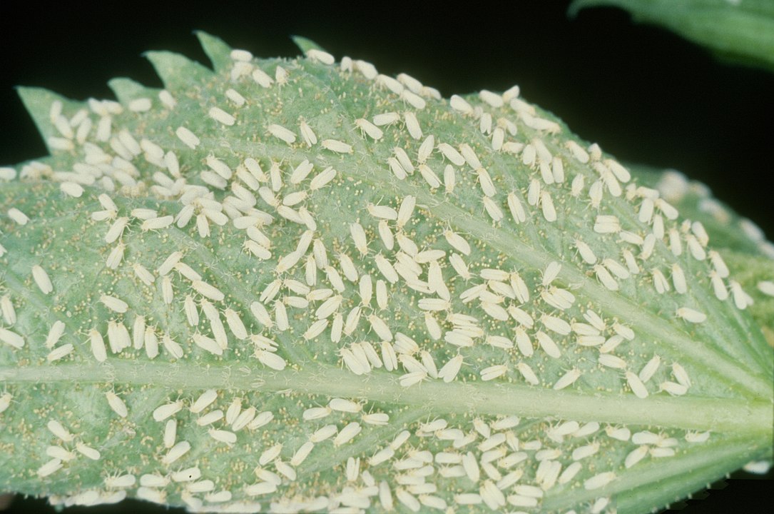 Mosca branca - Encontrada em regiÃµes de clima quente e Ãºmido. Prefere culturas de algodÃ£o e soja, alÃ©m de frutas e legumes. TambÃ©m infesta plantas ornamentais, como o bico-de-papagaio. Suga a seiva, deixando a planta sem alimento. 