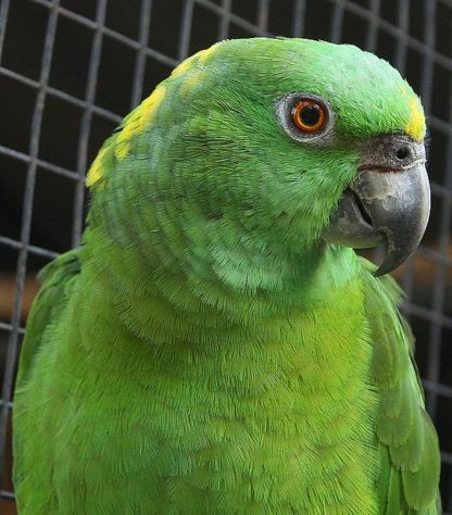 papagaio de nuca amarela