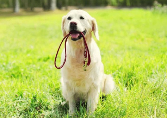 Hoje em dia é muito comum ter cachorro e, por isso, fizemos uma galeria com ótimas opções para você levar seu amigão na cidade de São Paulo. Veja!