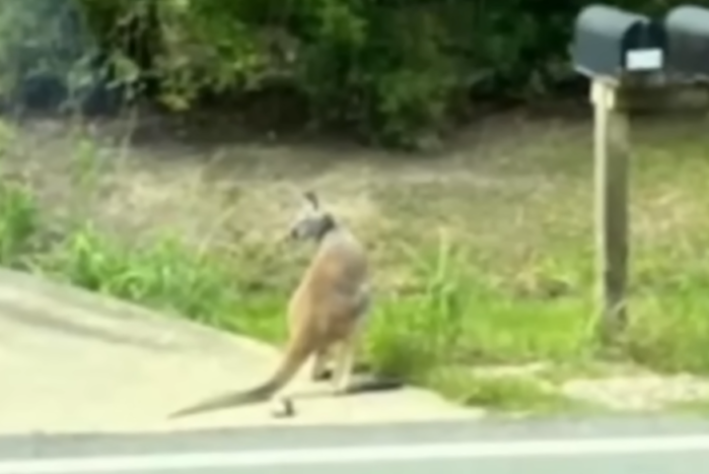 Canguru na rua após ser solto por papagaio