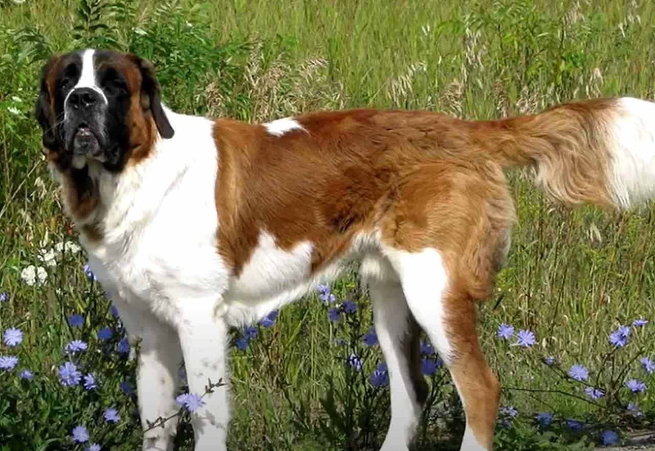 <p>São Bernardo: É um cão de grande porte, forte e musculoso, conhecido por sua pelagem espessa e natureza gentil. É protetor, leal e muito afetuoso, tornando-se um excelente companheiro e cão de família.</p>

