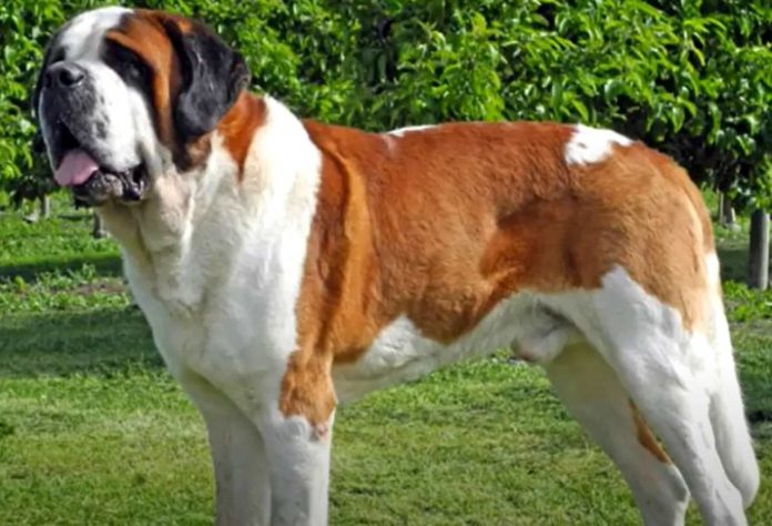 cachorro