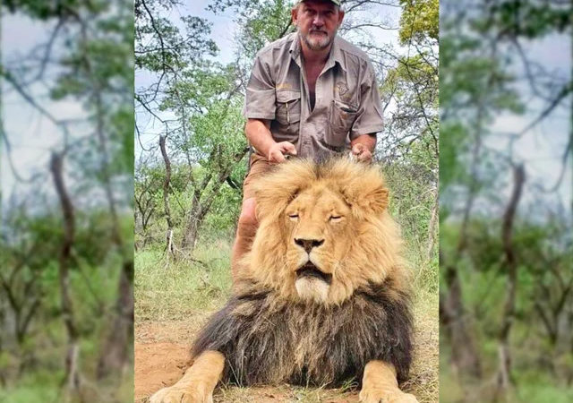 Dia Mundial do Leão: lembrança do dia em que caçador virou caça