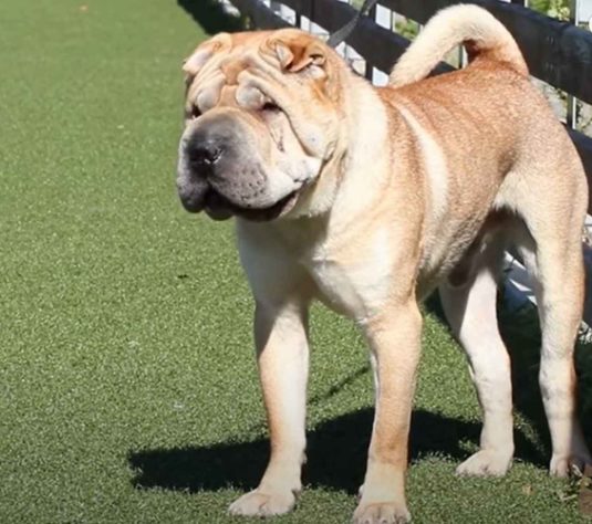 cachorro