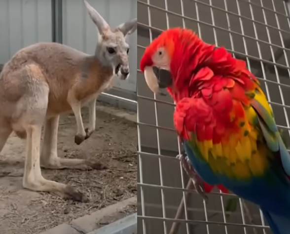 canguru e papagaio