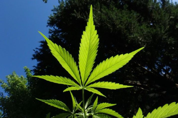 maconha cannabis