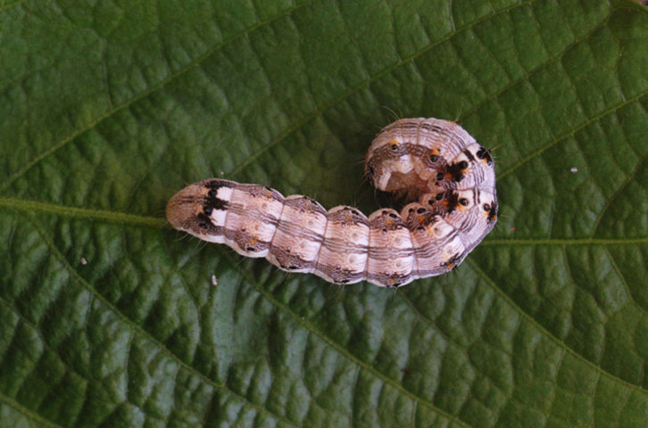 Lagarta Helicoverpa - Prolifera, principalmente, nas culturas de soja, algodÃ£o, feijÃ£o e milho. As larvas atacam ramos, flores e cÃ¡psulas de semente. 