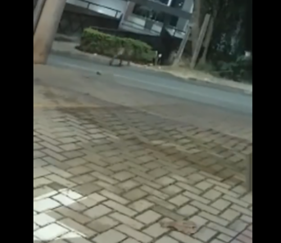 Jaguatirica e onça 
