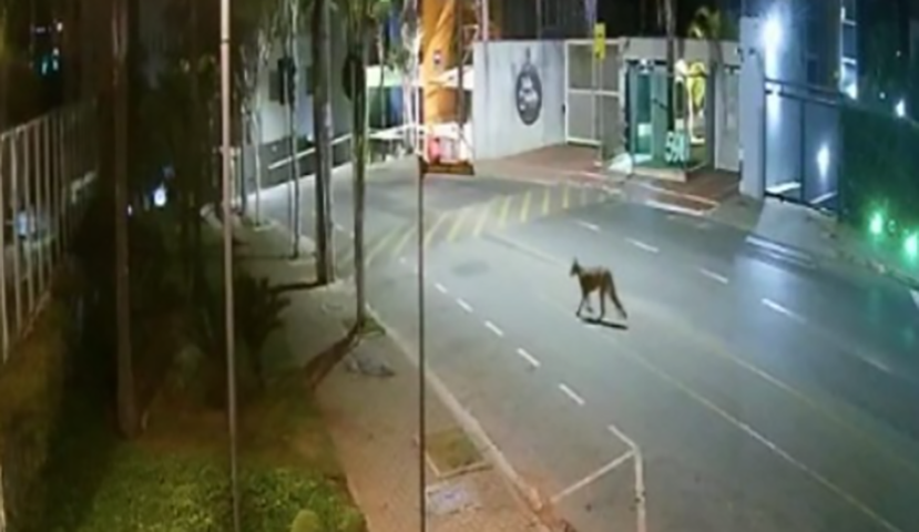 Em Nova Lima, em Minas Gerais, uma onça parda também apareceu pelas ruas no meio da cidade durante a madrugada.  