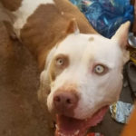 ataque pitbull DF