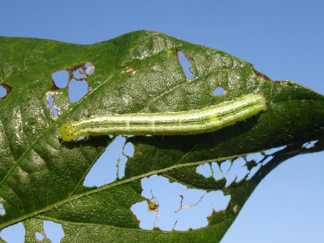 Pragas que devastam plantações