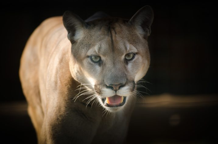 Puma - onça parda