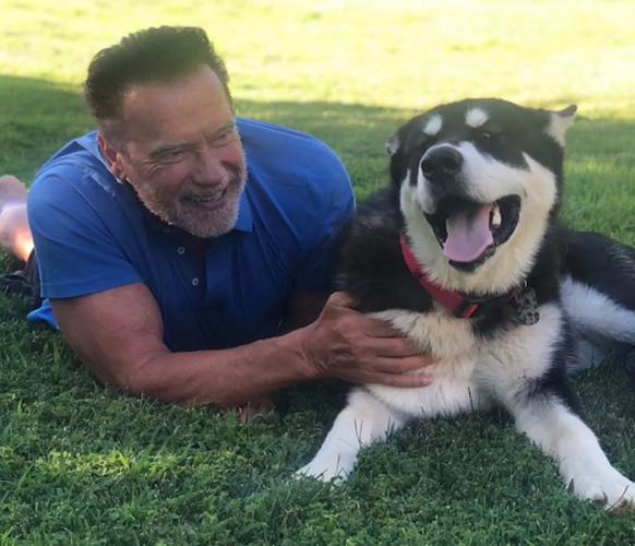Na década de 1970, Schwarzenegger iniciou a transição para Hollywood, enfrentando inicialmente dificuldades por causa do forte sotaque austríaco e do perfil físico considerado incomum para protagonistas da época. Mesmo assim, ganhou notoriedade após participar do documentário “Pumping Iron” (“O Homem dos Músculos de Aço”), que mostrou os bastidores do fisiculturismo e ampliou sua popularidade nos Estados Unidos. O grande salto na carreira veio nos anos 1980, quando estrelou o épico “Conan, o Bár