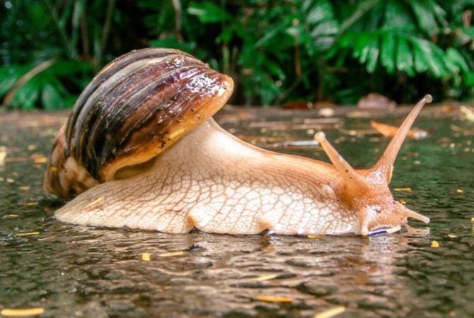 As principais pragas que devastam plantações; confira
