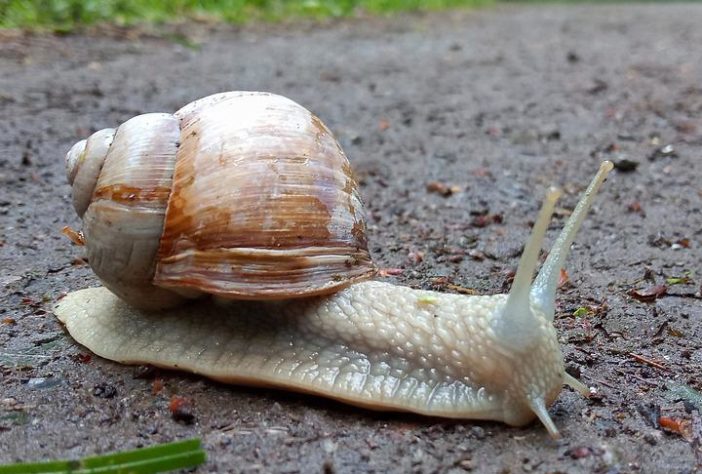 caramujo gigante africano