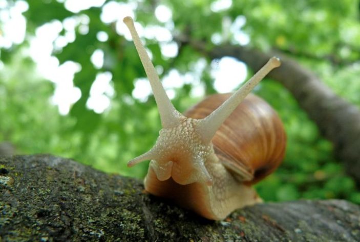 Caramujo africano 