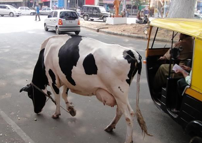 A confusão do trânsito em Bangalore mistura carros, riquixás, motos, pedestres, bicicletas e... vacas soltas pelas ruas.  - divulgação veeth