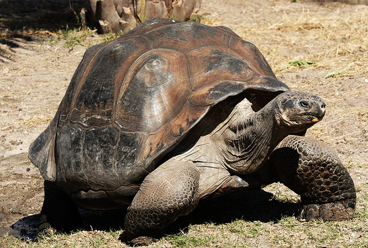A tartaruga-gigante-de-galápagos (Chelonoidis spp) na verdade compreende 10 espécies diferentes, tão próximas umas das outras que os especialistas as consideram como subespécies.
 - Mfield, Matthew Field ?Wikimédia Commons