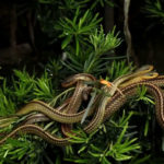 A falta de predadores naturais e da intervenção humana permitiu a proliferação dessas serpentes num ambiente isolado e a ilha foi se consolidando como um dos lugares mais inóspitos do planeta.