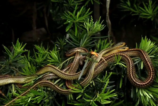 Ilha brasileira, infestada de cobras venenosas, só pode ser visitada por pesquisadores