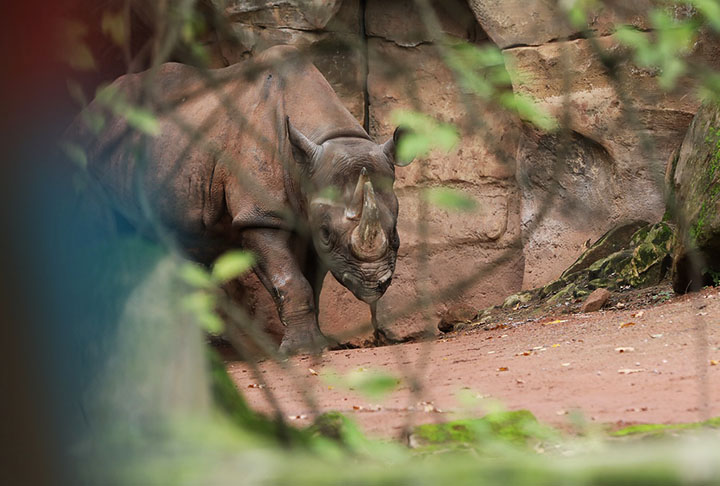 <p>Rinoceronte negro do oeste africano: Essa espécie habitava a savana do centro-oeste da África. O animal foi declarado extinto em 2011, devido à caça predatória.</p>
