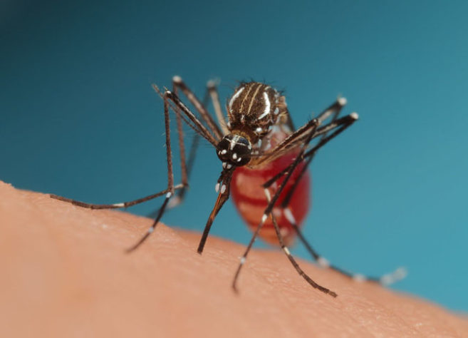 Como combater mosquitos