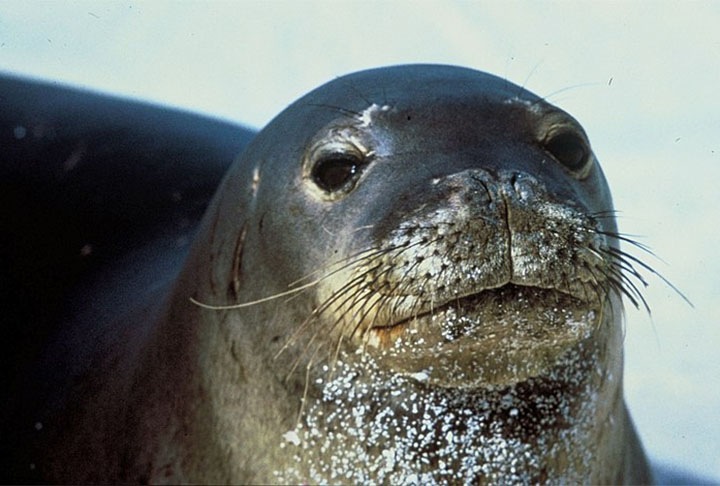 <p>Foca-monge-do-Caribe: Essa espécie de foca, que habitava o Mar do Caribe e o Golfo do México, foi declarada extinta em 2008 devido à pesca predatória e poluição marinha.</p>
