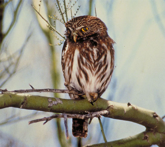 <p>Caburé-de-Pernambuco: Essa espécie de coruja, que vivia no nordeste do Brasil, foi descrita em 2002 e considerada extinta em 2023, devido à destruição do habitat e à caça predatória.</p>
