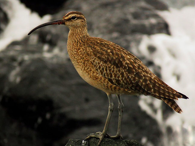 <p>Maçarico-esquimó: É uma ave migratória que habita o Ártico durante o verão e o Brasil, Argentina, Chile e Uruguai durante o inverno. Atualmente, a espécie é considerada criticamente ameaçada de extinção por conta da destruição de seu habitat.</p>
