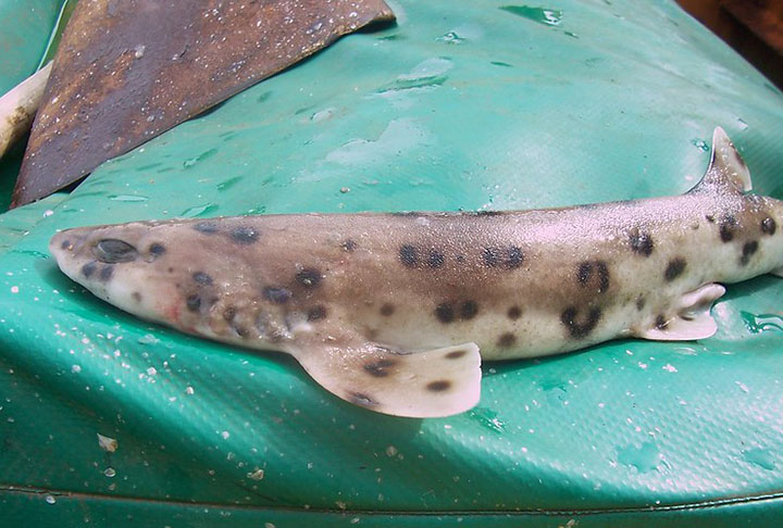 <p>Tubarão-lagarto: Considerado extinto, essa espécie de tubarão deixou de existir principalmente por conta da pesca acidental em redes de arrasto. O Tubarão-lagarto habitava as águas do sul do Brasil.</p>
