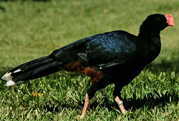 <p>Mutum-do-Nordeste: Essa ave, natural da mata atlântica brasileira, foi extinta na década de 1980, no entanto, um programa de reprodução em cativeiro começou a reintroduzir a espécie na natureza em 2017.</p>

