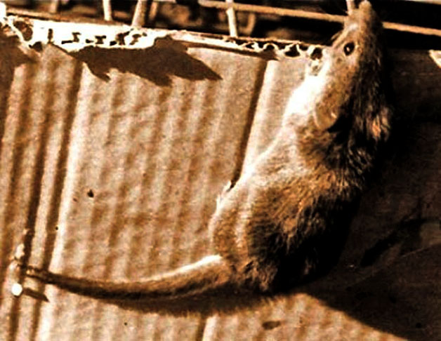 <p>Rato-candango: Considerado um dos mamíferos mais raros do Brasil, a espécie foi extinta devido à destruição do seu habitat, causada pelas obras de construção de Brasília. </p>
