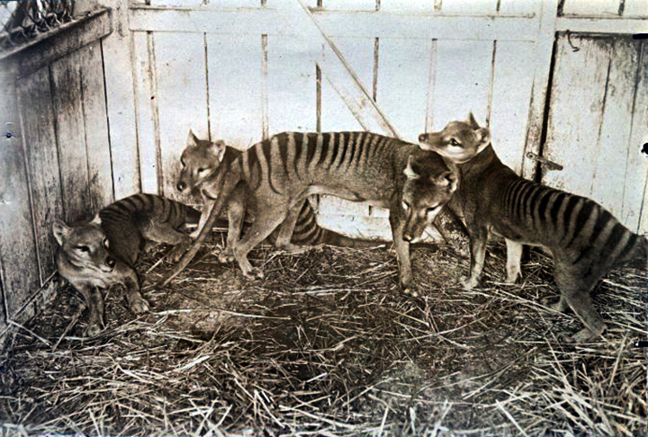 <p>Tilacino: Também conhecido como lobo-da-tasmânia, esse marsupial carnívoro que habitava a Austrália e a Nova Guiné foi extinto no século 20, possivelmente devido à sua caça predatória.</p>
