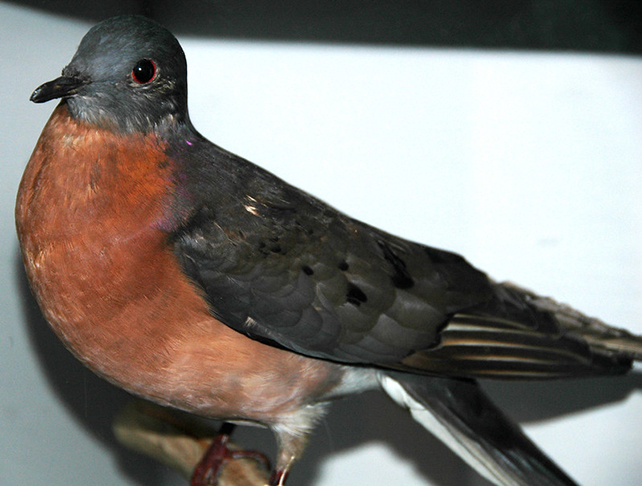 <p>Pombo-passageiro: Extinta na dÃ©cada de 1900, essa espÃ©cie de pombo habitou a AmÃ©rica do Norte e era uma das aves mais abundantes do mundo, com uma populaÃ§Ã£o estimada em 3 a 5 bilhÃµes de indivÃ­duos. Os bandos eram tÃ£o grandes que podiam escurecer o cÃ©u!</p>
