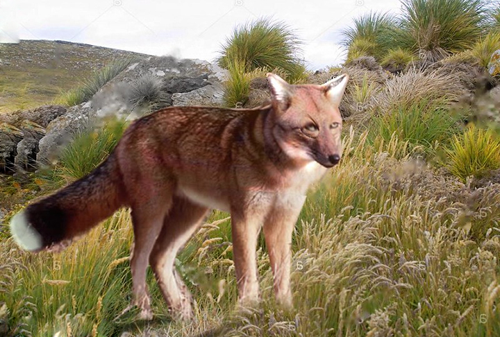 <p>Raposa-das-Falkland: Extinto no século 19, esse era o único mamífero terrestre nativo das Ilhas Malvinas, localizadas a cerca de 400 km da costa da Argentina. As raposas eram caçadas por sua pele e por seus dentes.</p>
