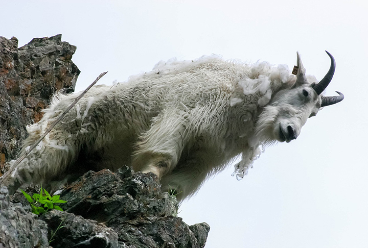 <p>Cabra montesa: Também conhecido como íbex-ibérico, essa era uma espécie de mamífero natural da Península Ibérica, nas montanhas da Espanha e Portugal. O animal é ameaçada de extinção devido à caça e ao impacto do turismo na região.</p>
