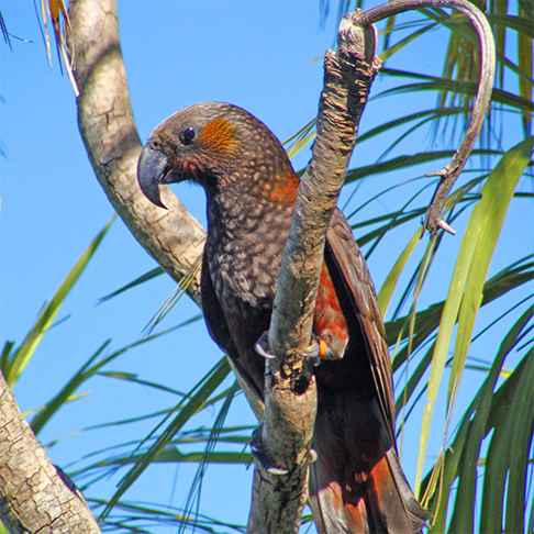 <p>Norfolk Kaka: Essa era uma espécie de papagaio grande que habitava a Ilha Norfolk, na Austrália, e que foi extinto no século 19. Os kakas eram caçados principalmente por sua carne e por seus ovos. </p>
