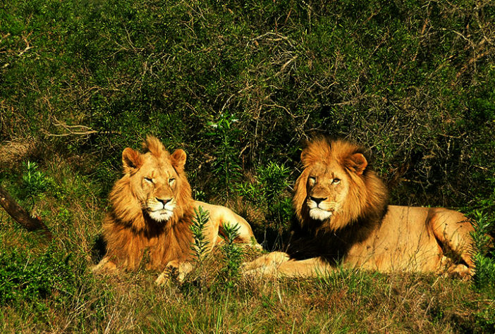 Espécies de animais recentes que estão extintas