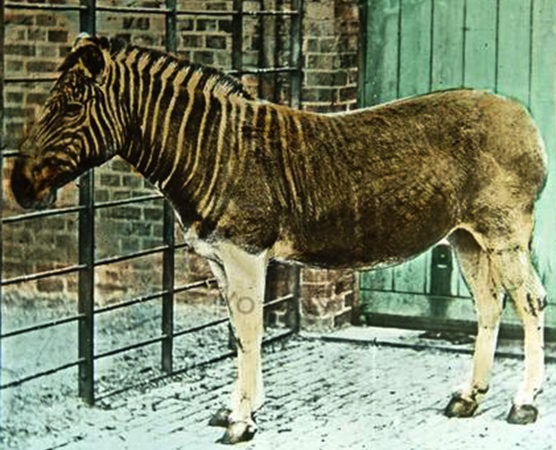 Espécies recentes de animais que deixaram de existir