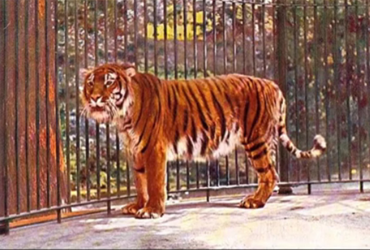 <p>Tigre-do-Cáspio: Essa era uma subespécie de tigre que habitava a região do Cáucaso, Ásia Central e Oriente Médio. Ele foi extinto no século 20 devido à caça.</p>
