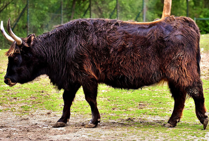 <p>Auroque: Esse mamífero habitava regiões da Europa, Ásia e Norte da África. Foi extinto no século 17, devido à caça e à destruição do seu habitat. Era um animal herbívoro, que se alimentava de grama, arbustos e árvores.</p>
