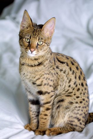 Gatos