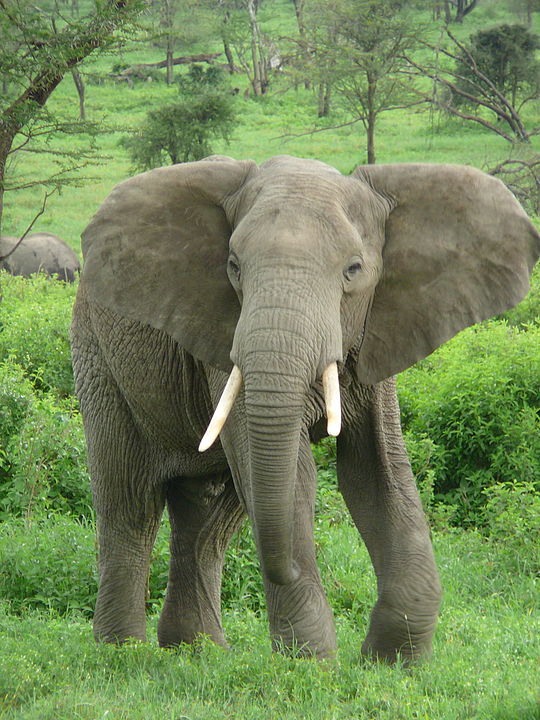 O elefante africano é mais alto, com orelhas e presas maiores.  Tem entre 2,5 e 4 metros e pesa de 2 a 6,3 toneladas. 