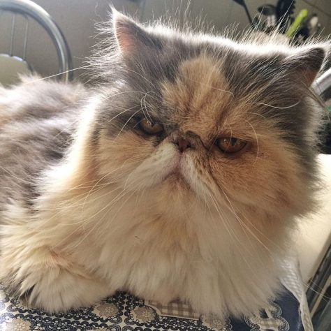 Gatos